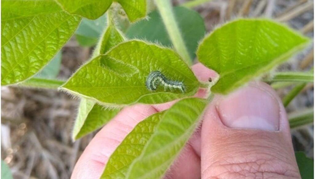 Nueva formulación: el insecticida que evolucionó y ahora se aplica a menor dosis por hectárea - Mira la noticia completa: agroruralnoticias.com.ar/noticias_pagin…