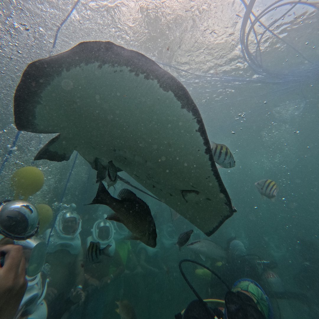 Looking for a different activity in #RivieraMaya? Sea Trek is the answer. The most famous underwater hike is in #Xcaret. 🫧🐠

 Book at: social.xcaret.com/xc-sea-trek-en