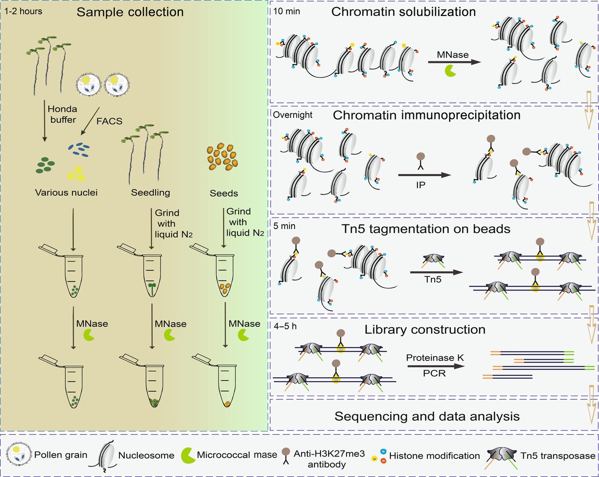 New Phytologist (@newphyt) on Twitter photo A simple, robust, cost-effective, and low-input #ChIP-seq method for profiling #histone modifications and #PolII in plants.
📖 nph.onlinelibrary.wiley.com/doi/10.1111/np…
#Methods paper by Zhu et al.
<a href="/WileyPlantSci/">Wiley Plant Science</a> #PlantScience A simple, robust, cost-effective, and low-input #ChIP-seq method for profiling #histone modifications and #PolII in plants.
📖 nph.onlinelibrary.wiley.com/doi/10.1111/np…
#Methods paper by Zhu et al.
<a href="/WileyPlantSci/">Wiley Plant Science</a> #PlantScience