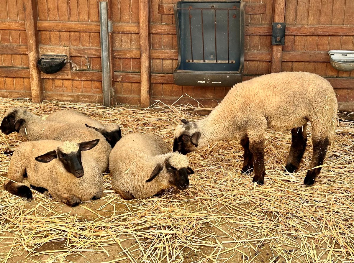 Happy 35th Birthday to Centennial Farm! This local treasure has taught hands-on farming, gardening, and sustainability to over 1.3 million students and visitors. Huge shoutout to the incredible staff and volunteers for keeping our agricultural roots alive and thriving! <a href="/ocfair/">OC Fair</a>