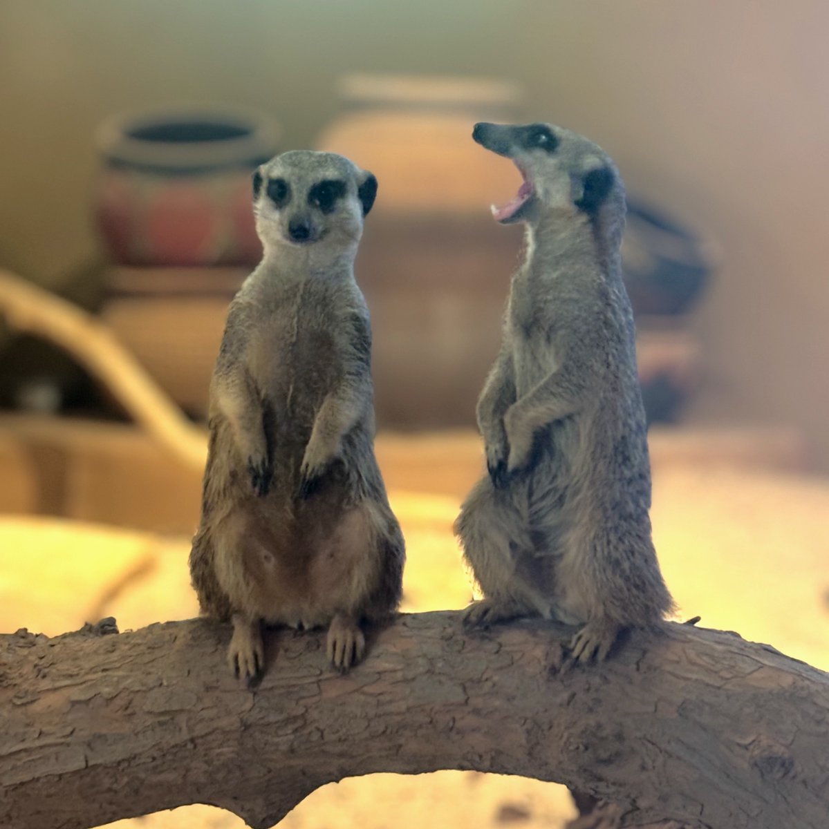 Oklahoma City Zoo and Botanical Garden tweet media