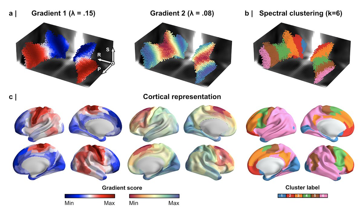 Jonathan C. Lau (@jclauneuro) on Twitter photo Check out this preprint and 🧵 on mapping the "zone of uncertainty" using <a href="/HumanConnectome/">HCP News</a> data and employing gradient-based🌈 and spectral clustering methods.
Work led by @RoyHaast and <a href="/JasonKai/">Jason Kai</a>.
Comments/suggestions welcome!🧠🔬 Check out this preprint and 🧵 on mapping the "zone of uncertainty" using <a href="/HumanConnectome/">HCP News</a> data and employing gradient-based🌈 and spectral clustering methods.
Work led by @RoyHaast and <a href="/JasonKai/">Jason Kai</a>.
Comments/suggestions welcome!🧠🔬