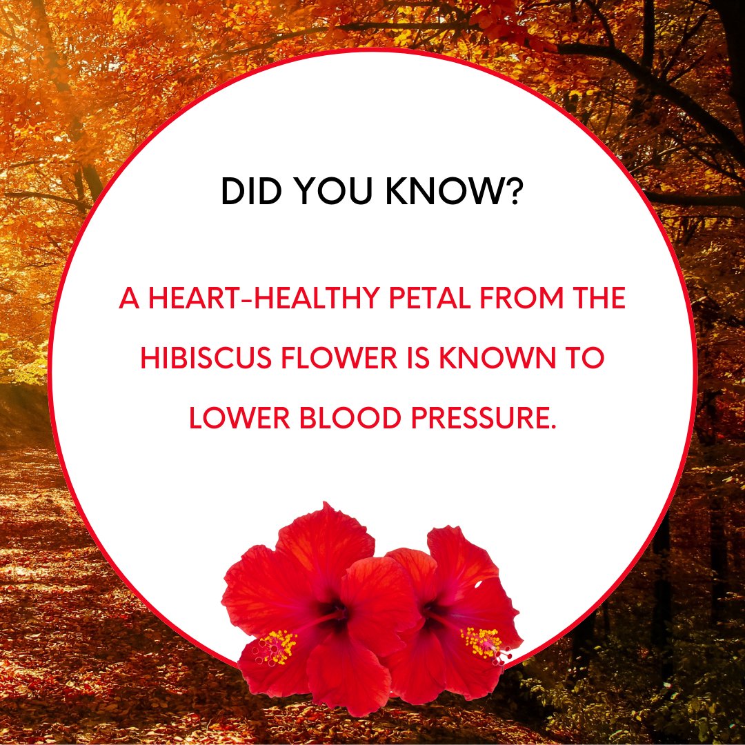 GeorgiaTetlowMD's tweet image. Fall into wellness with this refreshing Hibiscus Iced Tea! 🌺 

Credit: Caitlin Self, MS, CNS, LDN

#MainLineHealth #autumn #hibiscusicedtea #hibiscustea #FunctionalMedicine #IntegrativeMedicine #philadelphiaintegrativemedicine #pim