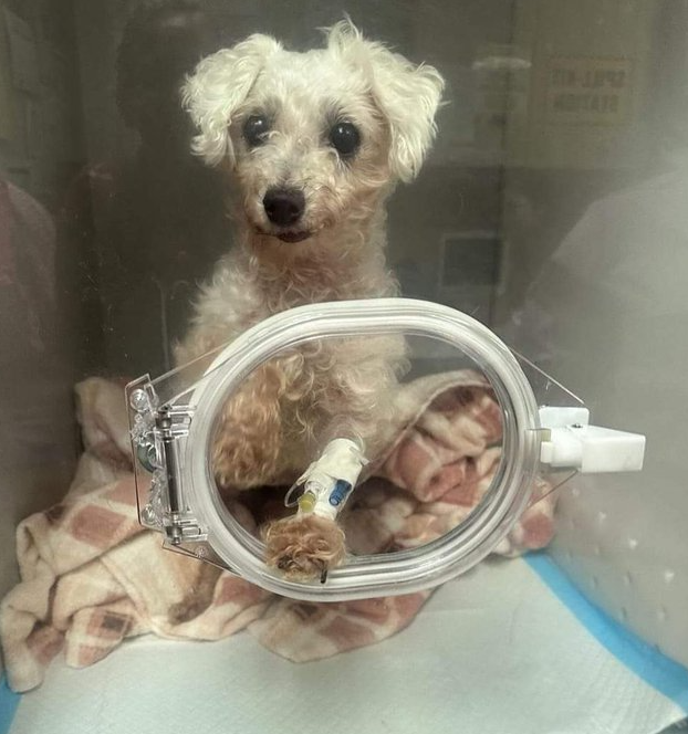 Dog Lovers tweet media