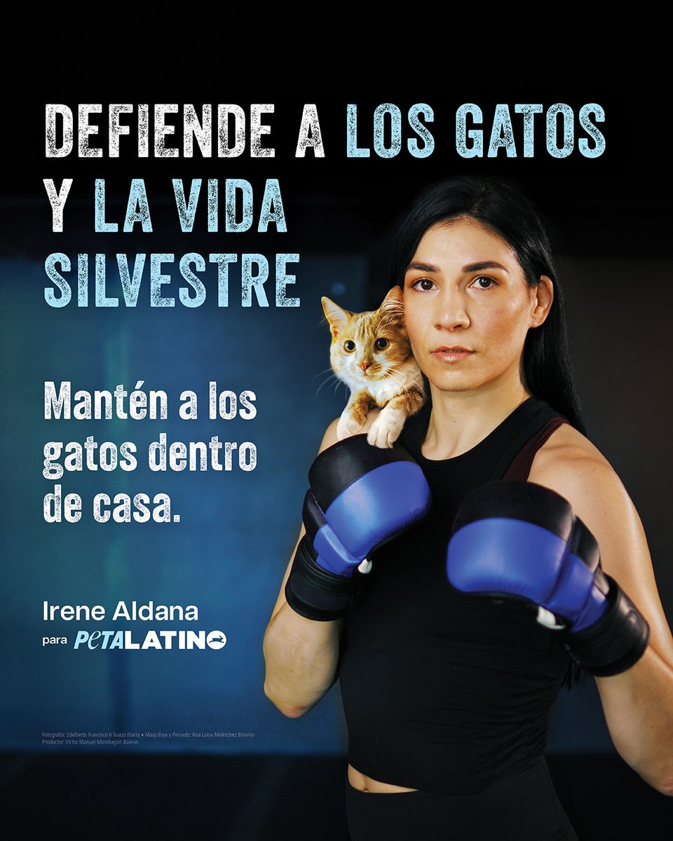 PETA Latino (@peta_latino) on Twitter photo Felicitaciones <a href="/IreneAldana_/">Irene Aldana</a> por tu gran pelea el sábado pasado 🥊
Gracias por defender a los felinos, eres una ganadora. 🏆🐾🐱 Felicitaciones <a href="/IreneAldana_/">Irene Aldana</a> por tu gran pelea el sábado pasado 🥊
Gracias por defender a los felinos, eres una ganadora. 🏆🐾🐱