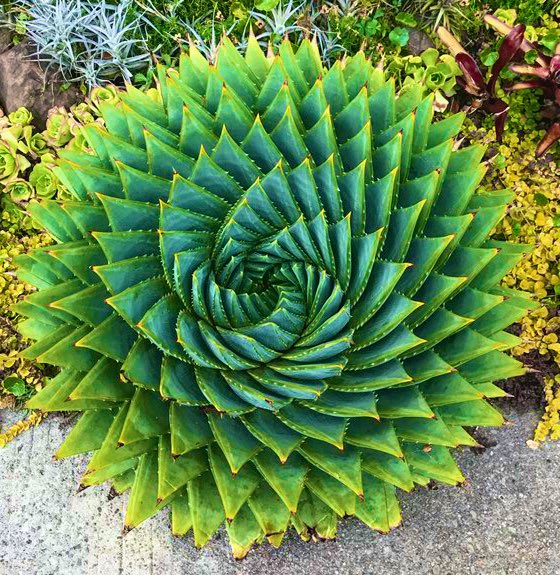 TheFlowerShow's tweet image. When I saw this aloe, my mind was…Fibonacci  😱🤯