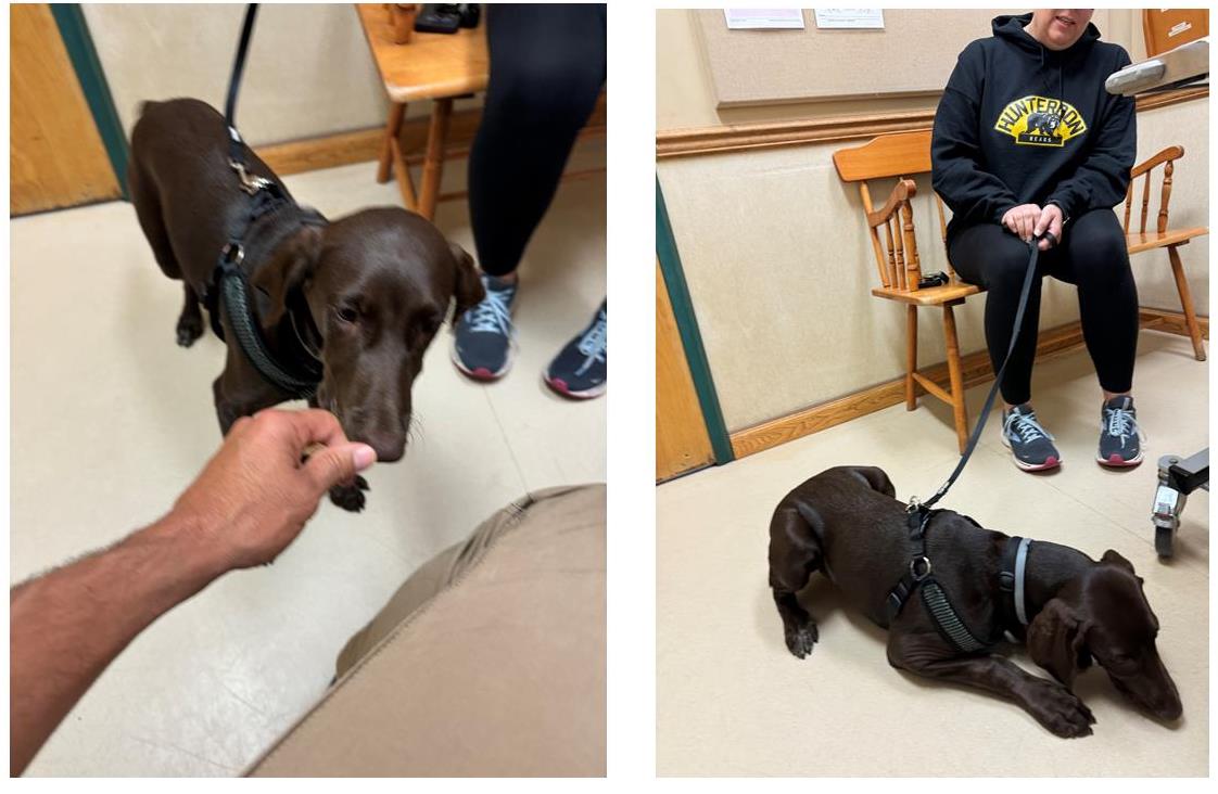 BMAH121's tweet image. Our patients love their treats! Achieving positive associations the fear free way! Learn more: bellemeadanimalhospital.com/achieving-fear…… #BMAH #petHealth #FearFreeProfessionals