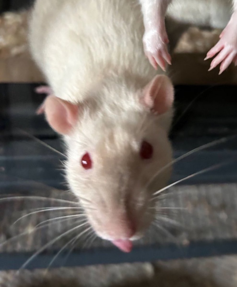 I fucking hate MSI and MSI fans or listeners or whatever you call yourself I literally don’t understand why in the year of our lord 2024 there’s people that listen to that shit still