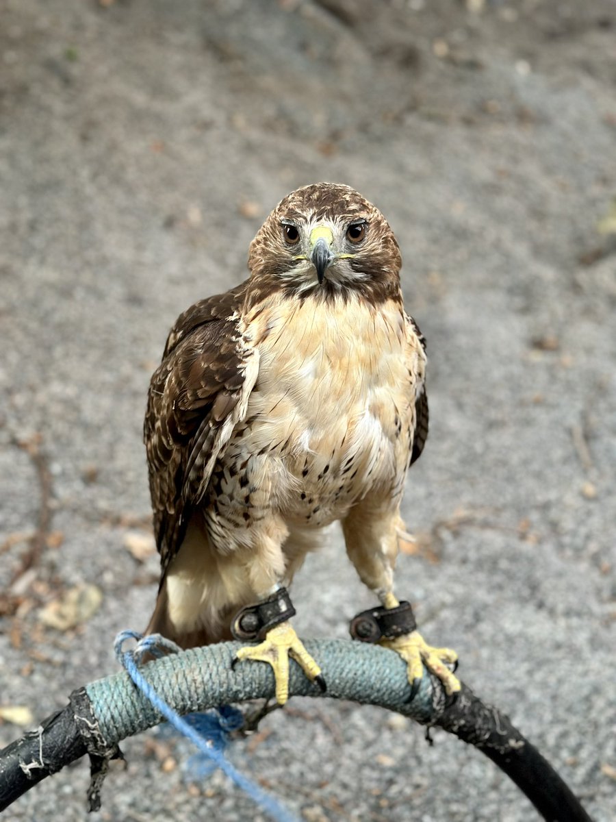 Yesterday evening, we  rescued a beautiful Red-Tailed Hawk named Milly, who had encountered difficulty within a tree. 

Using a 9m ladder, to carry out the rescue &amp; reunited Milly with her owner. 

We are pleased to report that Milly was unharmed during the incident.

#TeamLU