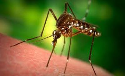 Mosquitos test positive for the West Nile Virus - ground spraying to occur. dlvr.it/TDMFWv