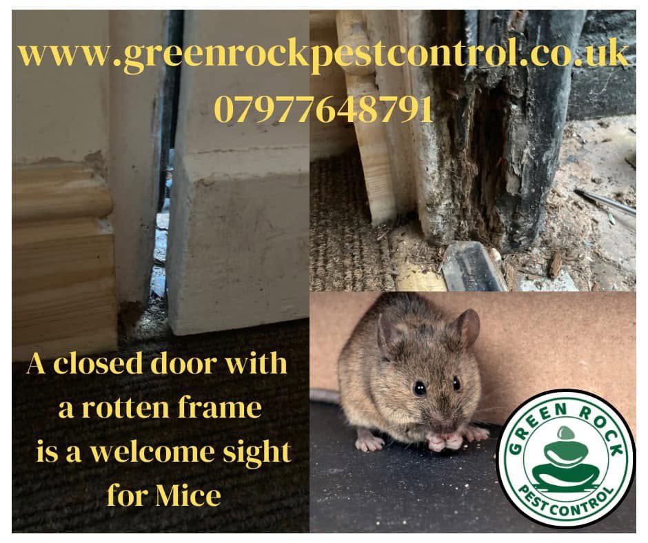In cold weather rodents look to come indoors. Book a proofing survey to keep them out so you don’t have to deal with them later.  
#pestcontrol #rats #mice #moles #flies #wasps #hornets