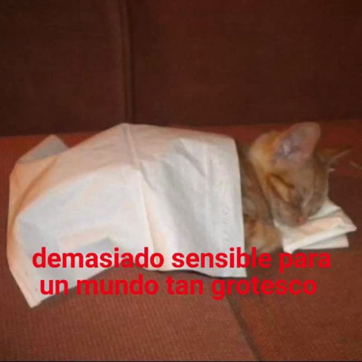 Gatitos Que Curan Tu Depresion (@gatitodepresion) on Twitter photo 