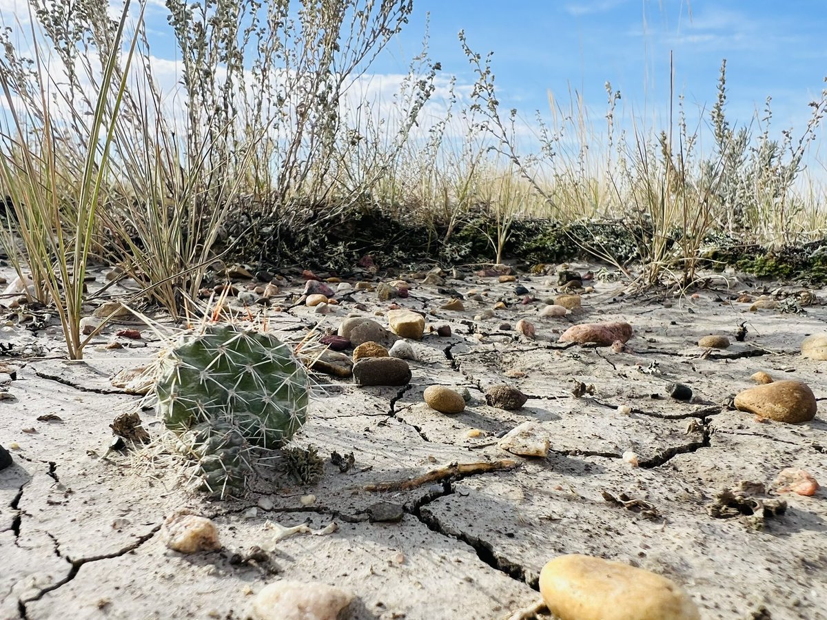 GalopingGorgons's tweet image. Here’s a cute lil cactus for your Twitter feed 😌
