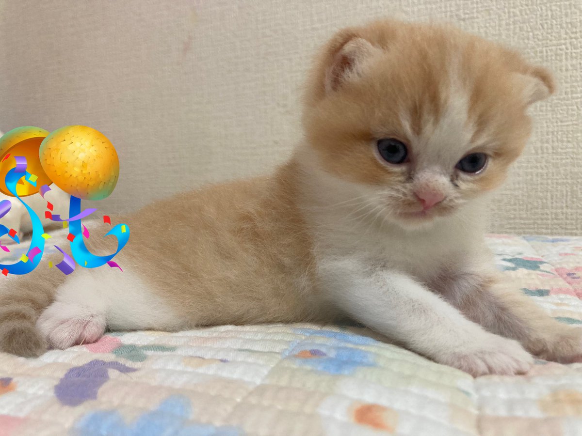 cando1998's tweet image. 生後24日のNANA君7️⃣