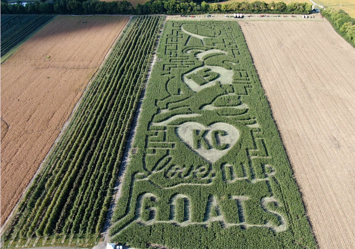 kctammy2009's tweet image. Larger-than-life Missouri corn maze by @precisionmazes celebrates GOATs and Kansas City Chiefs at Johnson Farms. 
kansascity.com/sports/nfl/kan…