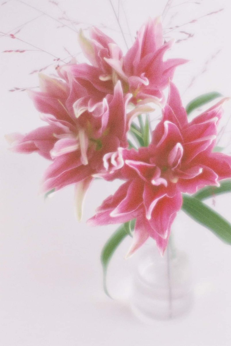 kenjiueta's tweet photo. 期限切れフィルムにて撮影。
フジカラー業務用400
CONTAX RTSⅢ
KIYOHARA KOGAKU VK70R F7
#期限切れフィルム
#フジカラー業務用400
#CONTAX
#KIYOHARAKOGAKU
#VK70R
#CONTAX
#RTS3
#フィルム
#フィルムカメラ
#フィルム写真
#期限切れフィルム
#ソフトフォーカス https://t.co/DYbkIzMLr8