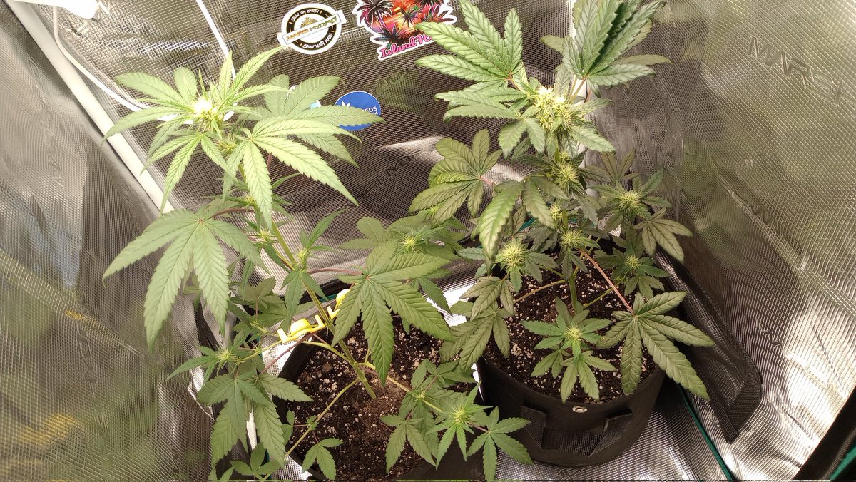 JacksFrost92's tweet photo. The view from my 2x2 @Marshydro this evening (left) Zebra CakexZkittles & Vanilla Drip (right) @breeder_j @irvineseedco been running 12/12 light cycle since seedlings and I love it!🔥💪#irvinearmy #growyourown #budtrainer https://t.co/a90DWWoIyb
