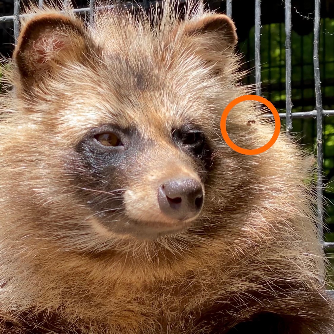 Daily Tanuki Bot (@dailytanuki) on Twitter photo 