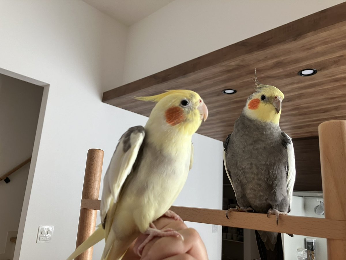 ピントの取り合い📷
#オカメインコ