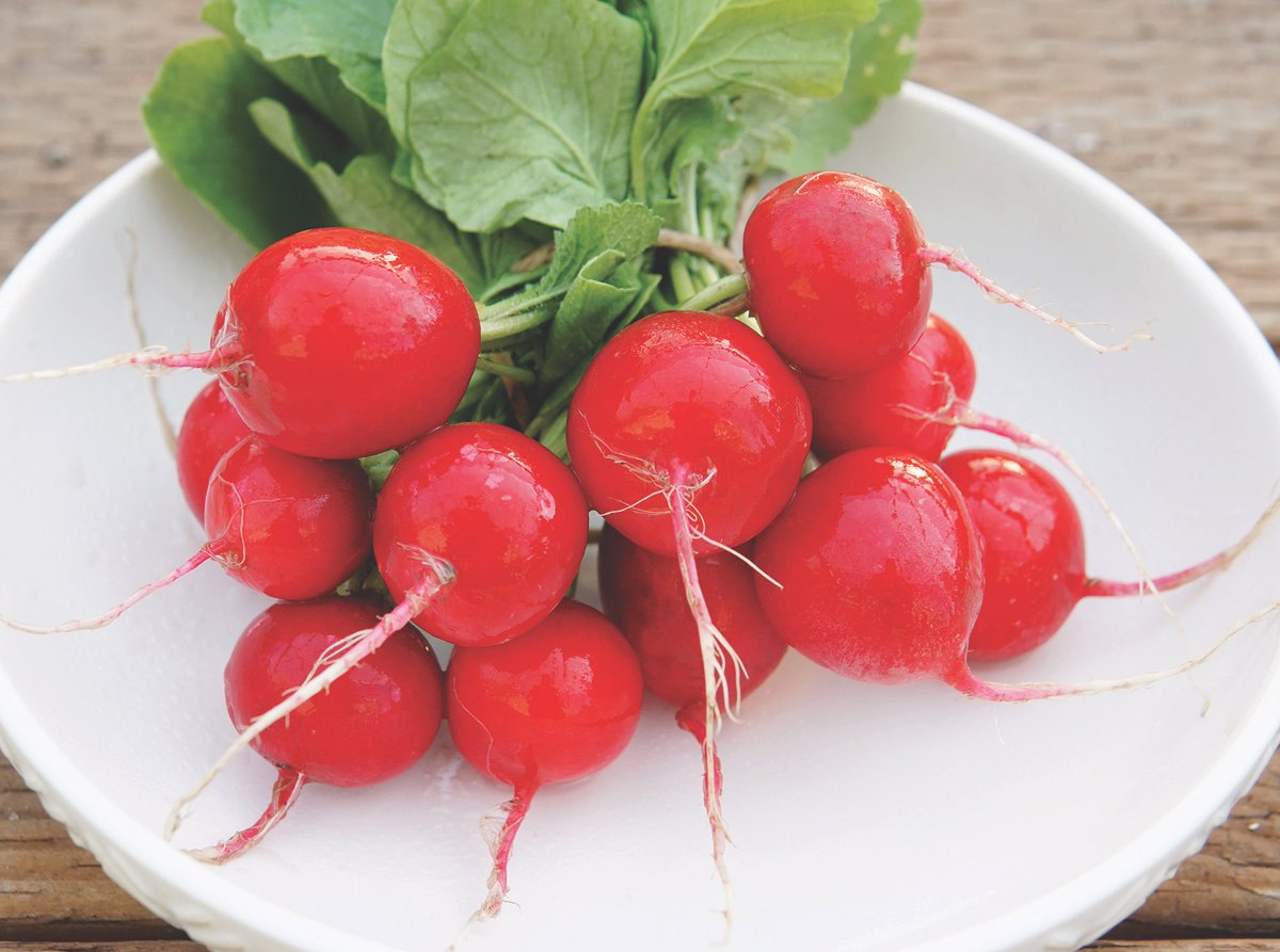 September is the perfect time to plant radishes. This cool-weather crop is quick &amp; easy. Direct sow the seed now, and you'll be rewarded with delicious roots throughout fall &amp; winter. 💚🌱