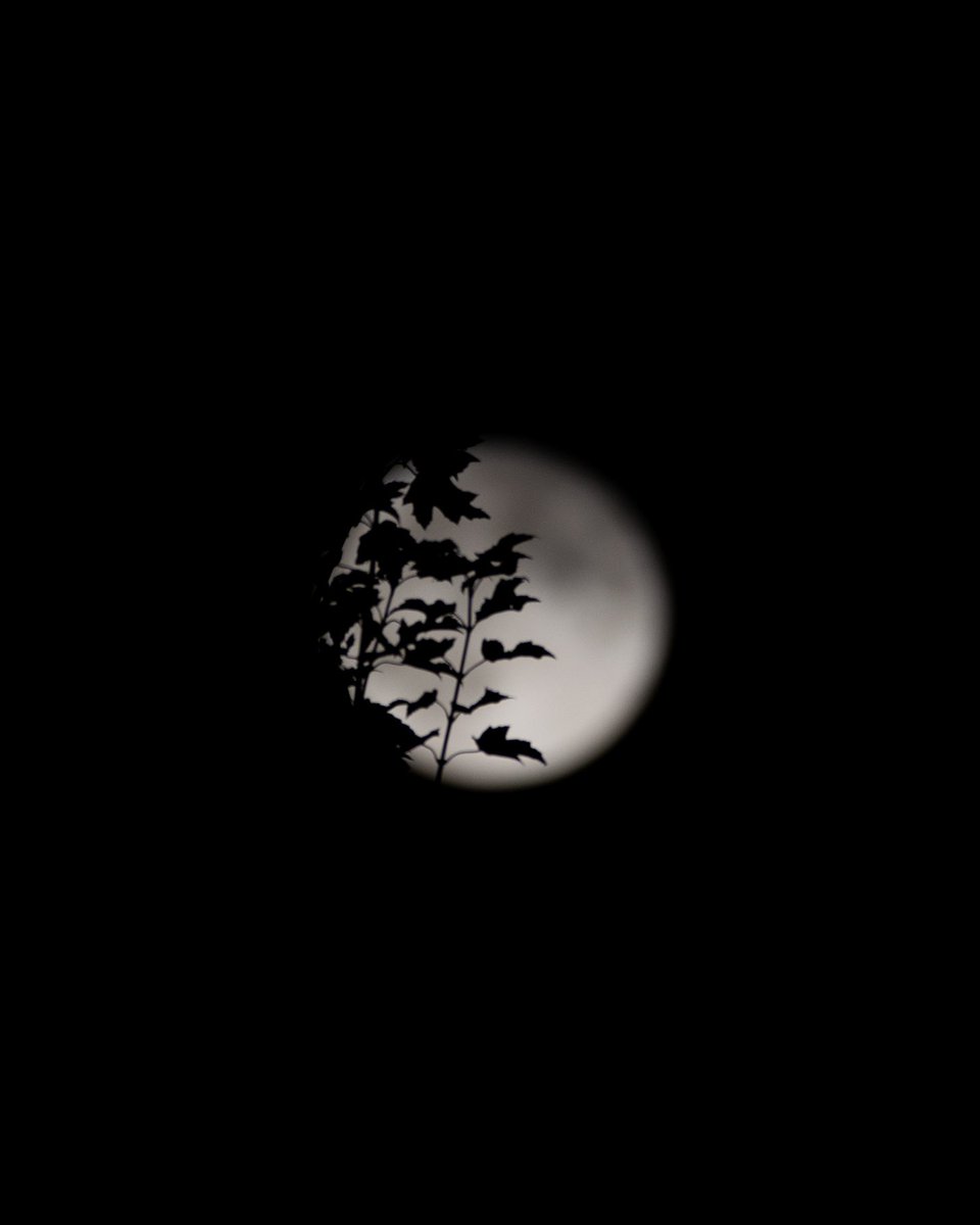 infinitegrids1's tweet photo. Lunar Eclipse in Vancouver
.
Shot on @NikonCanada 
.
@DailyHiveVan @VIAwesome @CTVVancouver @CBCVancouver @VancouverSun @CityofSurrey @SurreyNowLeader #nikon https://t.co/F7yvtSOlGK
