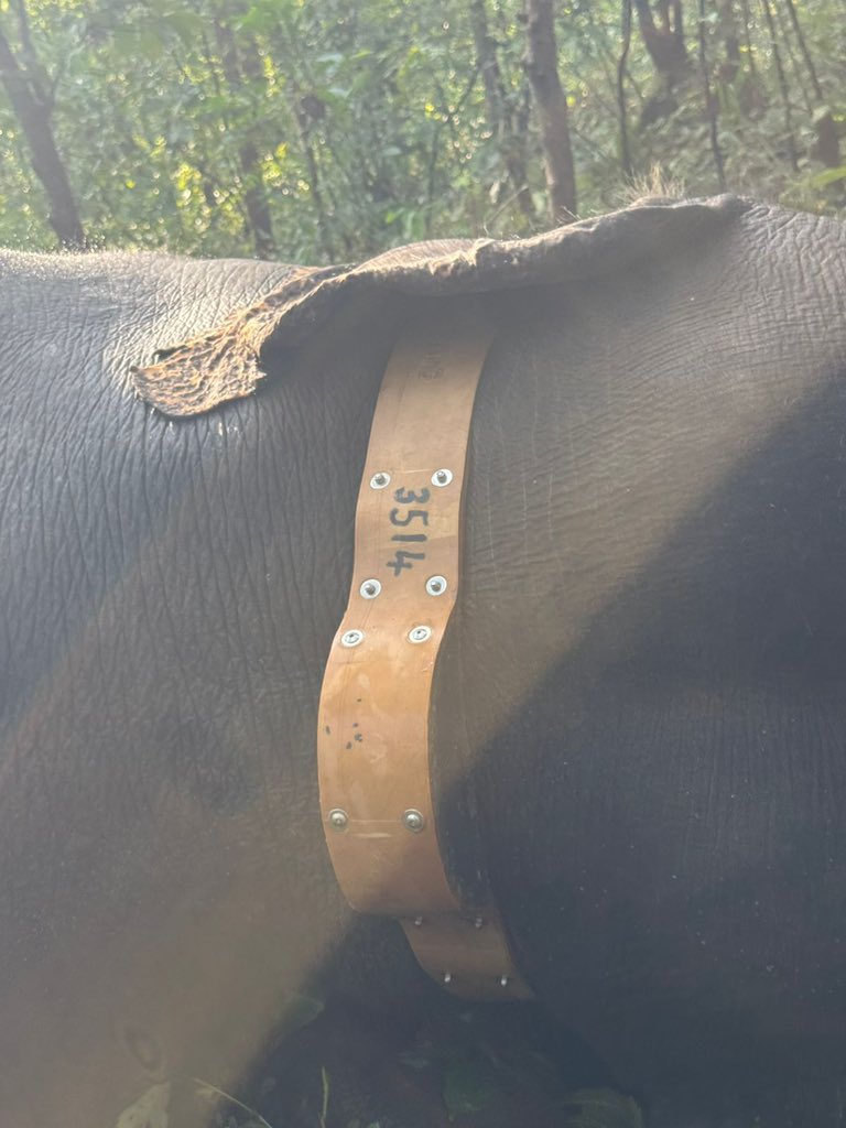 susantananda3's tweet photo. As part of managing human-elephant conflicts, wildlife wing started tracking the problematic elephants this year after radio collaring them.
The third one to be successfully collared today. Well done team 🙏🙏 https://t.co/8Kpbjdo1EE