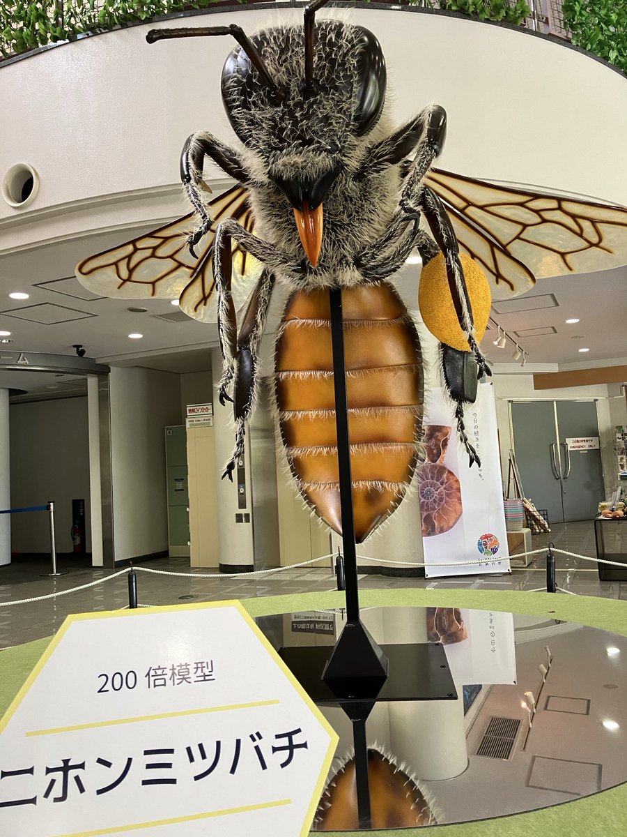 nekomimi3's tweet photo. 企画展を見学に初めてのサビメル。

展示物が充実したので、思わずを全館巡って楽しい大人の夏休みになったよ。

 #大田市 https://t.co/1KhLO1cq3x