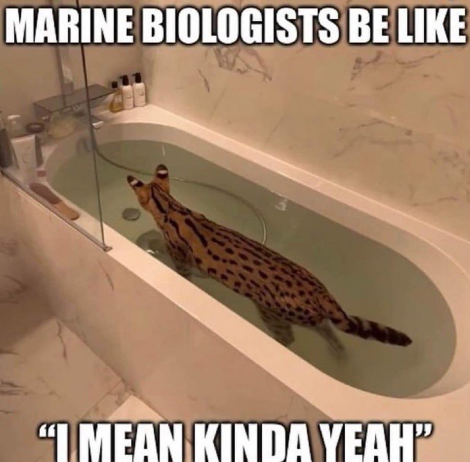 PunchingCat's tweet photo. can any marine biologists confirm this? https://t.co/0jK3LhIYxi