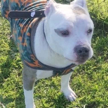 elcampito's tweet image. Lo dejaron abandonado asi, el 3 de setiembre, con todas sus pertenencias y huyeron.
Lo dejaron con una nota. Dice que es buenito y dulce Y FRIOLENTO... (entonces porque lo abandonan???)
Alérgico al pollo.
Hasta su juguete preferido le dejaron
👇