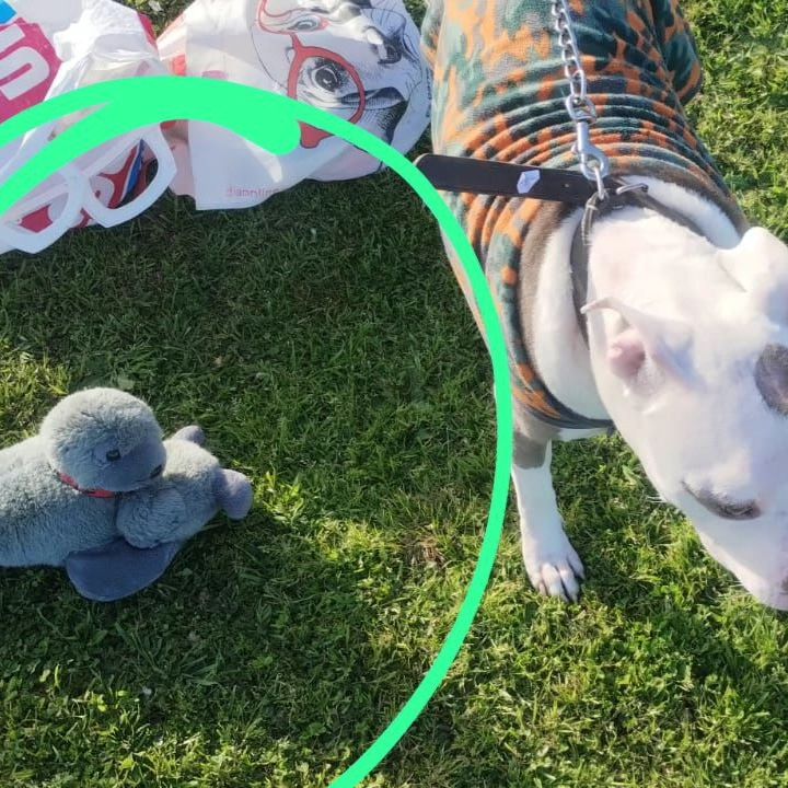 elcampito's tweet image. Lo dejaron abandonado asi, el 3 de setiembre, con todas sus pertenencias y huyeron.
Lo dejaron con una nota. Dice que es buenito y dulce Y FRIOLENTO... (entonces porque lo abandonan???)
Alérgico al pollo.
Hasta su juguete preferido le dejaron
👇