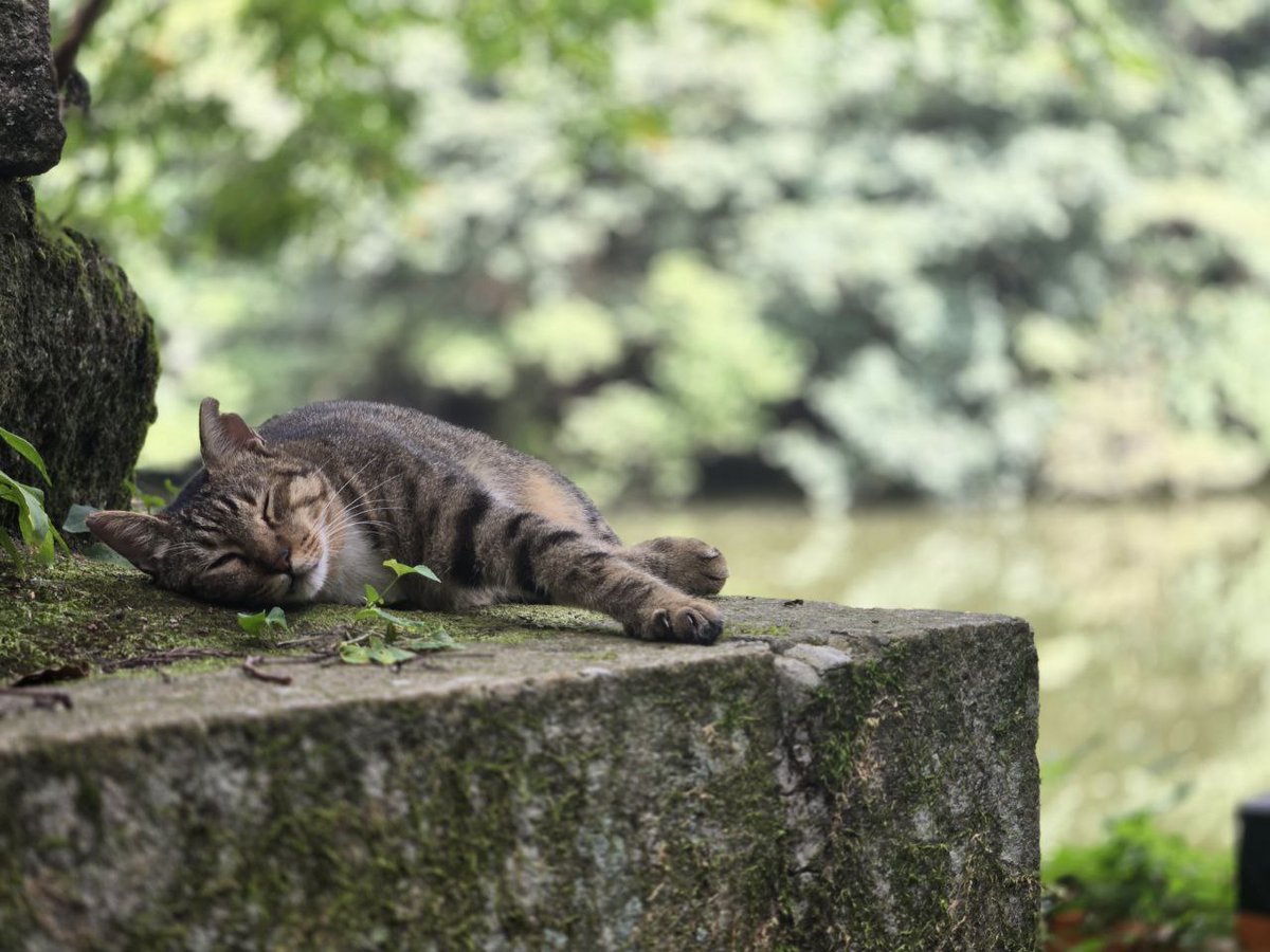 Davecko's tweet image. We hiked Fushimi Inari mountain, got an amazing kaiseki for our anniversary (specializes in tofu!), and got to feed/pet TANUKIS &amp;lt;3