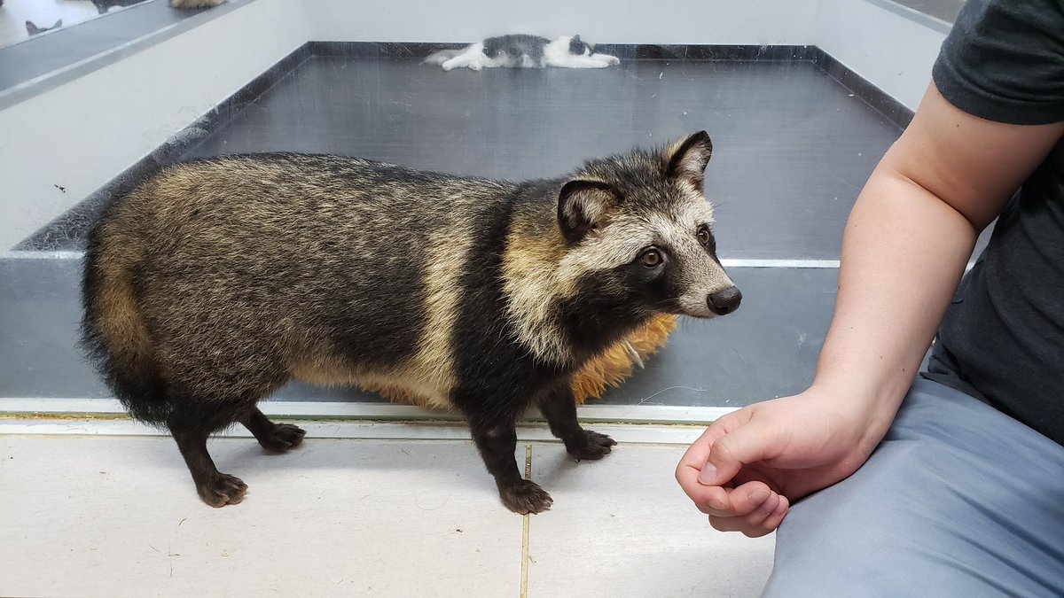 Davecko's tweet image. We hiked Fushimi Inari mountain, got an amazing kaiseki for our anniversary (specializes in tofu!), and got to feed/pet TANUKIS &amp;lt;3