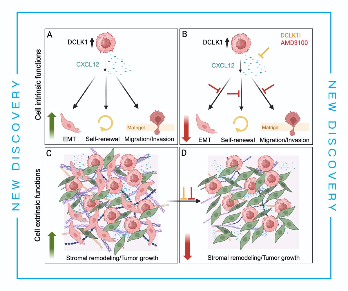 ONJ Cancer Research Institute (@onjcri) on Twitter photo 💫 Our new publication in <a href="/scisignal/">Science Signaling</a> reveals insights into gastric cancer progression! Funded by <a href="/latrobe/">La Trobe University</a>, Dr Shoukat Sterle & team found inhibiting DCLK1 reduces tumour growth and prevents cancer from reshaping its environment.
Congrats to the team!
👉 tinyurl.com/onjsho 💫 Our new publication in <a href="/scisignal/">Science Signaling</a> reveals insights into gastric cancer progression! Funded by <a href="/latrobe/">La Trobe University</a>, Dr Shoukat Sterle & team found inhibiting DCLK1 reduces tumour growth and prevents cancer from reshaping its environment.
Congrats to the team!
👉 tinyurl.com/onjsho