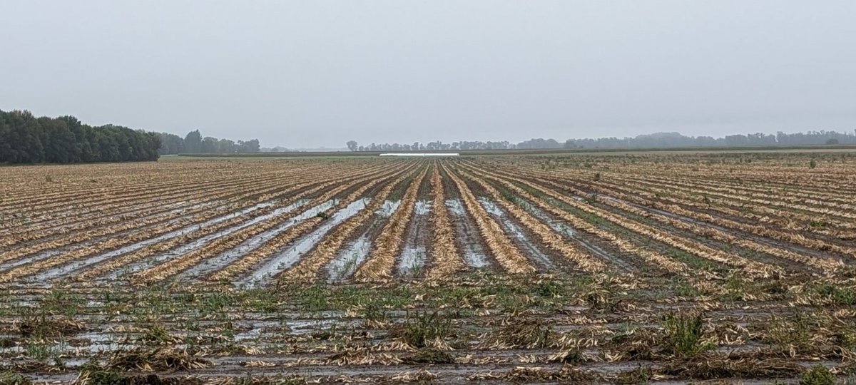 5.25 inches of rain on dry beans laying on the ground can have a big impact on quality if the weather doesn't turn favorable right away.