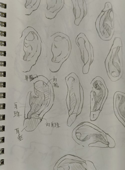 Xだと急に耳の描き方が変わった人は▲|画像だ!って言説が流れてる…そんな折、私は「今更だけど教本買って基礎から学び直した方が良いかな〜」となって先日耳を描く勉強をしてしまった…違うっ…私は▲|じゃない…タイミングが悪かっただけなんだ…え?…言うほど描き方成長してない? うるせぇ🤜💥 