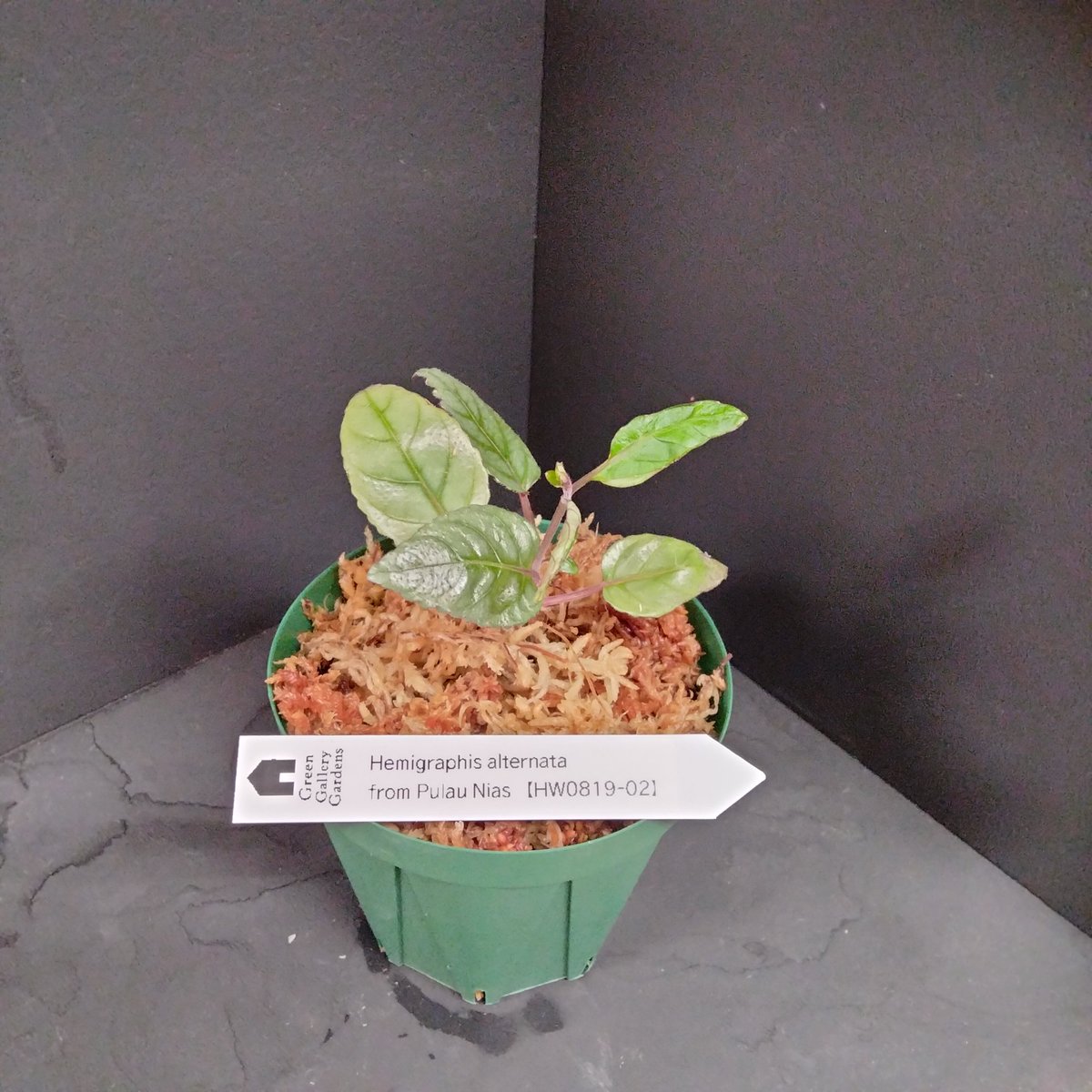 gg_gardens's tweet photo. テラリウムにオススメの植物を販売中です✨
Hemigraphis alternata from Pulau Nias 【HW0819-021】
Ardisia sp. Bengkulu 【LA0315-01】
どちらも在庫は一株ずつです!!
#テラリウム
#Hemigraphis
#Ardisia
#LA便増殖
#アクワクスタンプラリー https://t.co/VhvPPHWsLW