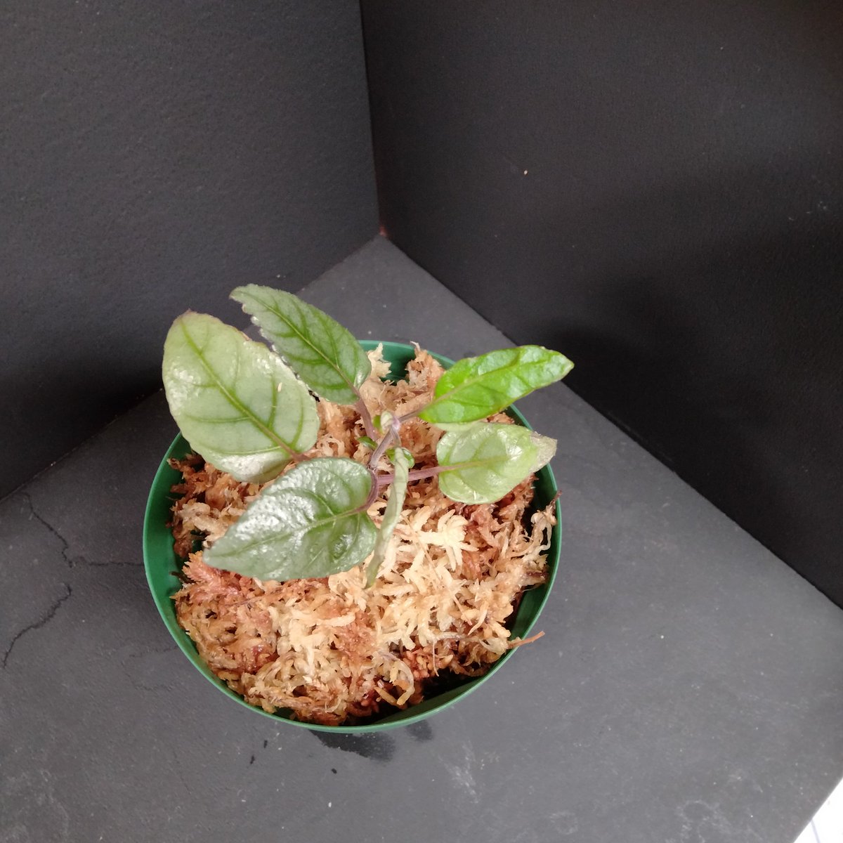 gg_gardens's tweet photo. テラリウムにオススメの植物を販売中です✨
Hemigraphis alternata from Pulau Nias 【HW0819-021】
Ardisia sp. Bengkulu 【LA0315-01】
どちらも在庫は一株ずつです!!
#テラリウム
#Hemigraphis
#Ardisia
#LA便増殖
#アクワクスタンプラリー https://t.co/VhvPPHWsLW