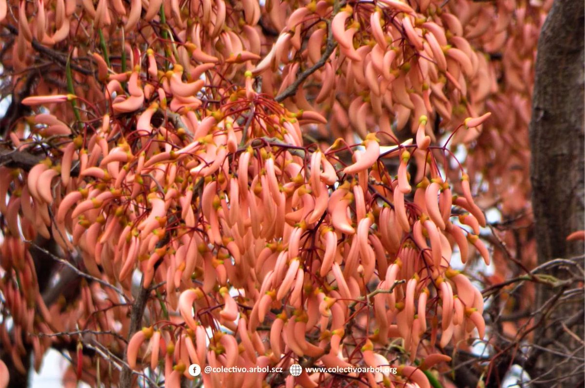 Luis Recalde tweet media