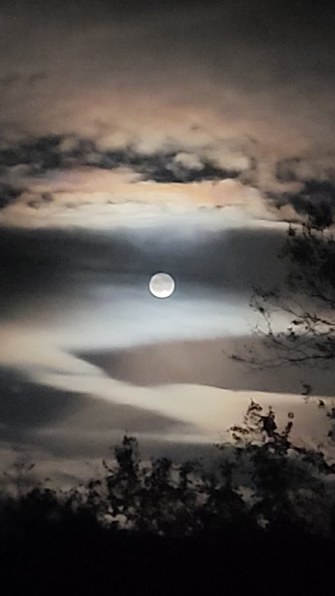 Cat_Man_Dew tweet media