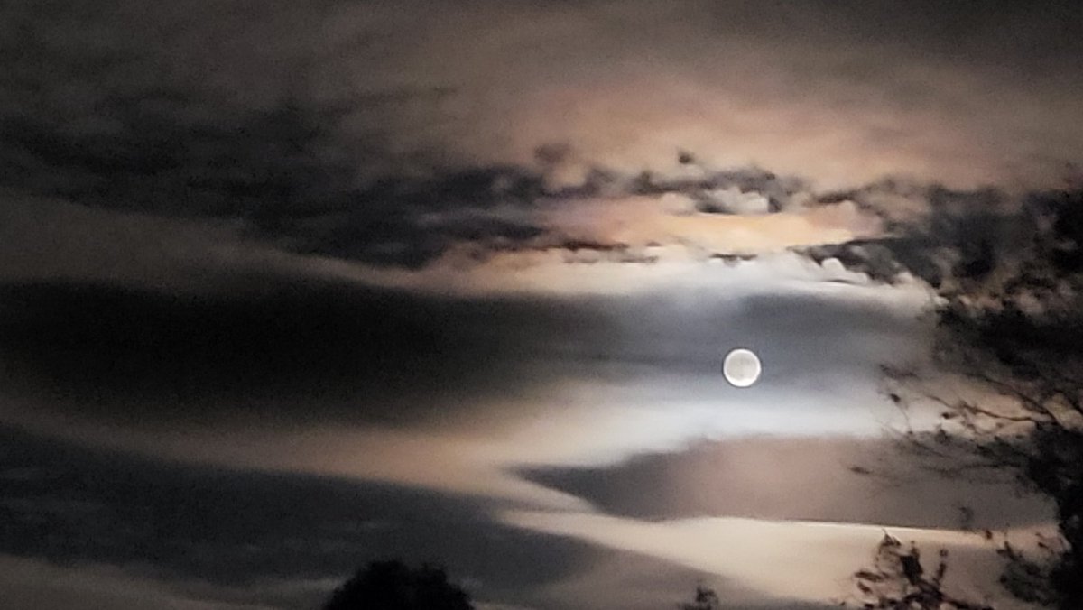 Cat_Man_Dew tweet media