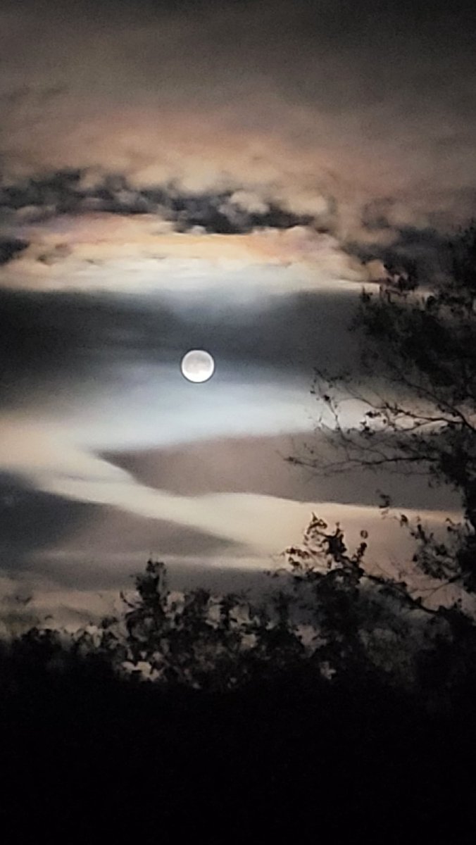 Cat_Man_Dew tweet media