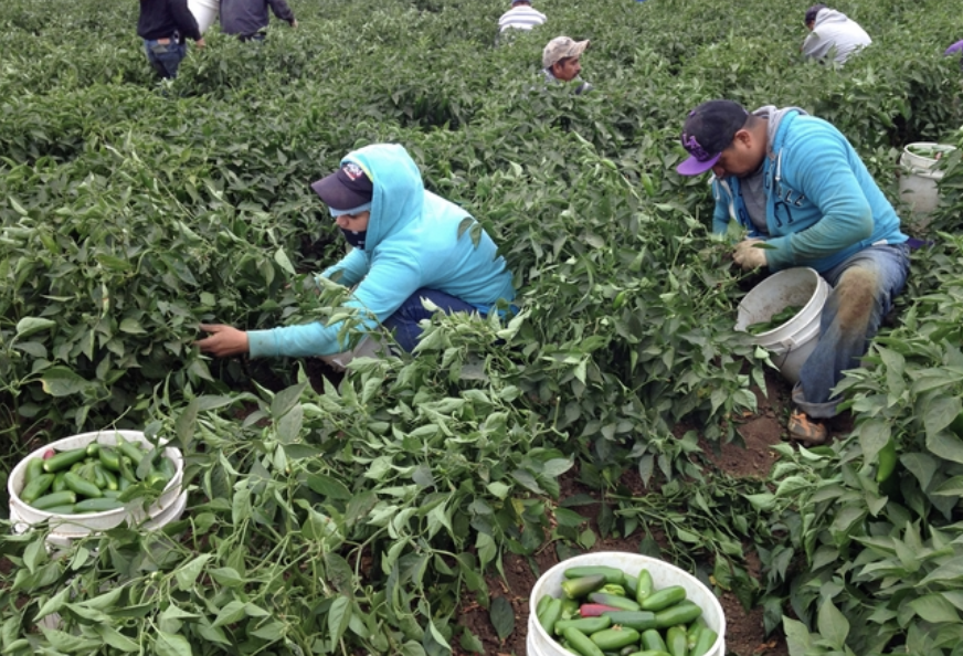 ucanr's tweet photo. A UC study finds that #farmworkers are at risk for #obesity &amp; high blood pressure. “The findings confirm the high chronic-disease burden in a workforce that is considered essential..." -Susana Matias, UCCE specialist. #FarmSafetyandHealthWeek @UCBerkeley 
https://t.co/FI4lBqNWi4 https://t.co/oJ6i8vO9Az