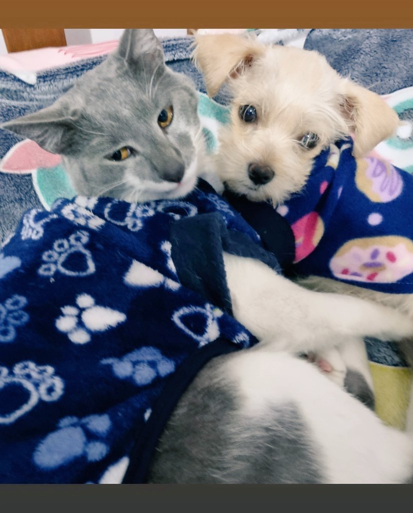 jackyyonalva's tweet photo. Mis amores Min 🐱 &amp; Mey 🐶 https://t.co/ZYjHlsZcwl