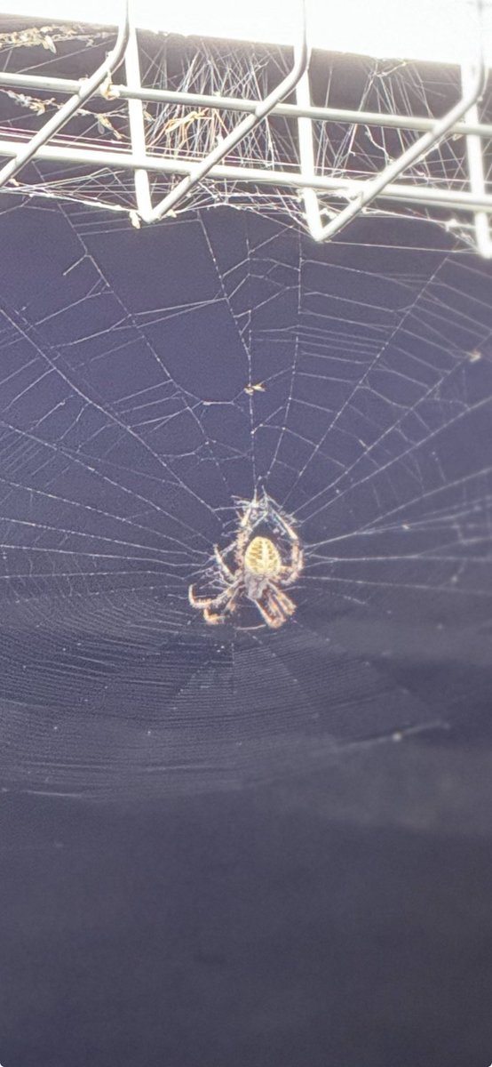 gormes's tweet image. ⁦@Arachno_Cosas⁩ Hola, esta Araña es de IM? Saludos