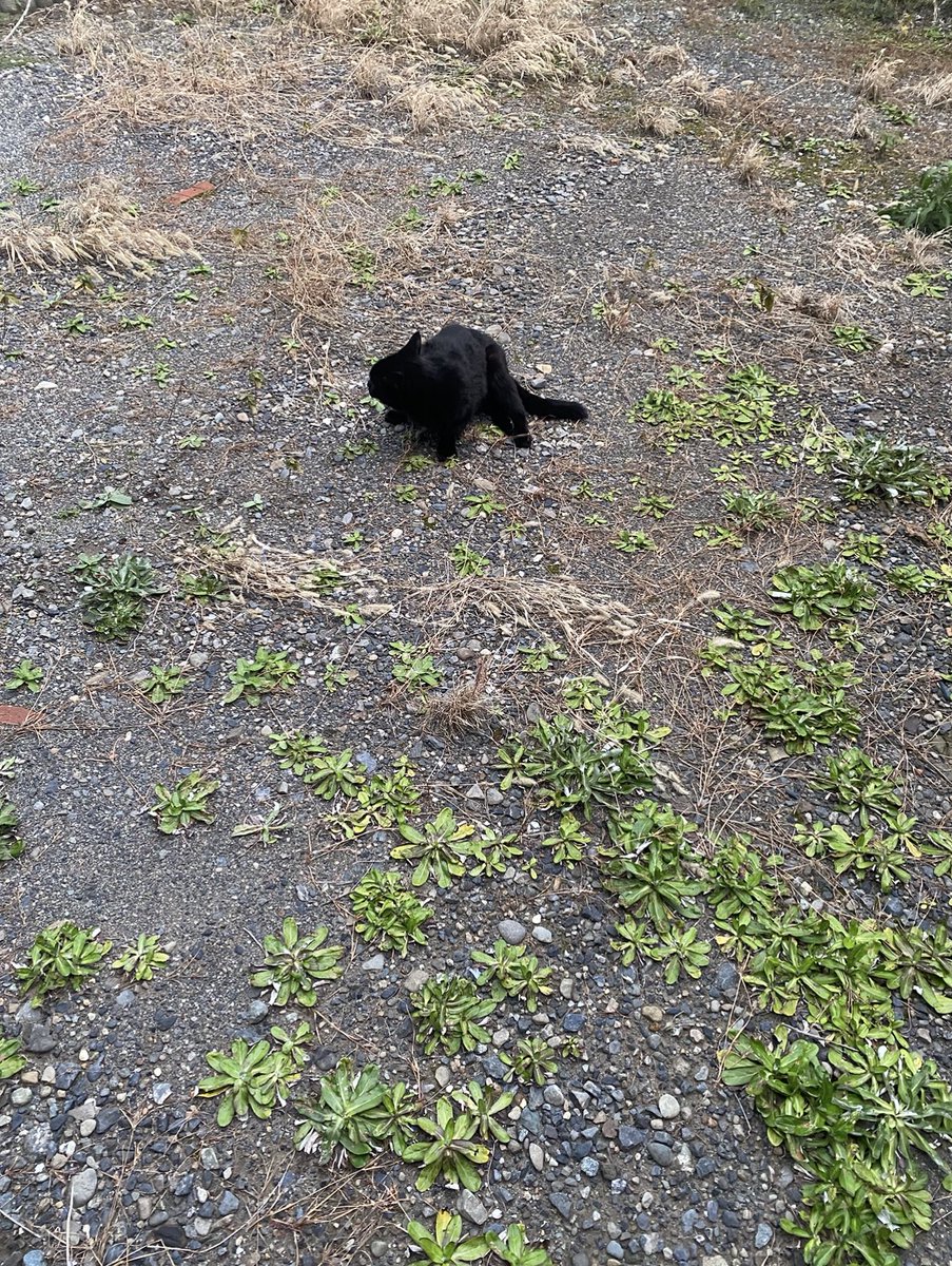 mameK527's tweet photo. しずく

地域猫（捨て猫かも）交通事故で下半身麻痺。

治療後引き取り手がいないのでまた地域猫として元の場所に戻すと言われた猫。
歩けない猫を受け入れる人が見つからないからと餌やりさんや地域猫を愛する人皆で責任持って見ていくので大丈夫��言う恐怖。

保護時の顔つきと現在の顔つき。 https://t.co/Wlyepic18K