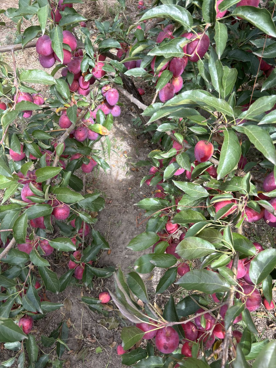 原味海棠果干为何成为孕妇和上班族的新宠？它有哪些营养成分和功效？-海棠果-淘宝好物网, image size:900x1200