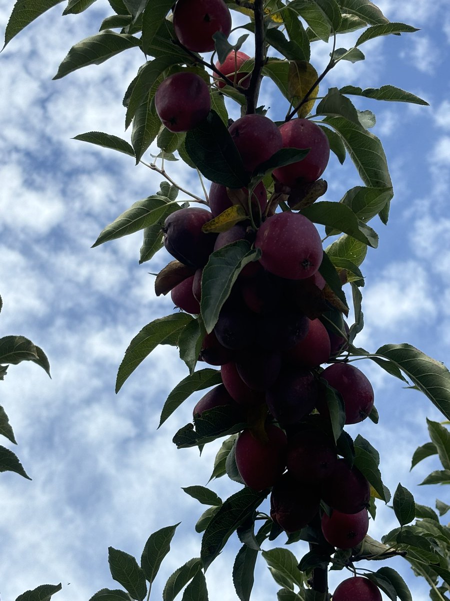 批发鲜果无添加海棠果干酸甜蜜饯原滋原味休闲零食有何特点？适合哪些人群食用？-海棠果-淘宝好物网, image size:900x1200