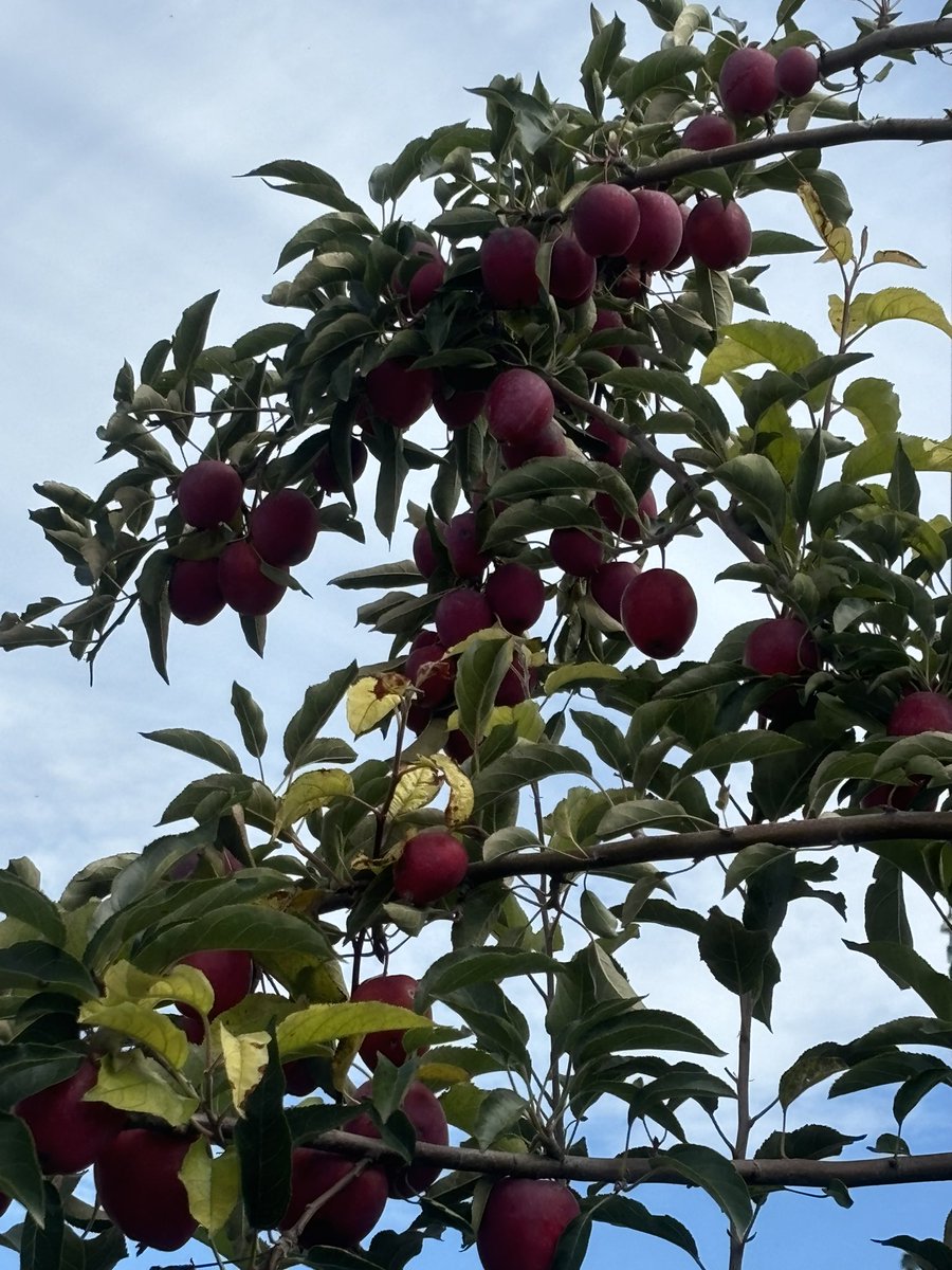 新疆天山雪水灌溉的海棠果，果然酸甜不涩_凤凰网, image size:900x1200