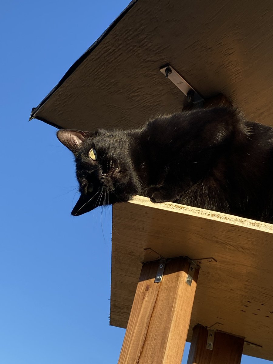 robertmcvey42's tweet image. #Iowa #Cornfields 🗳️👆🏼
Demon 💙 s corn fields