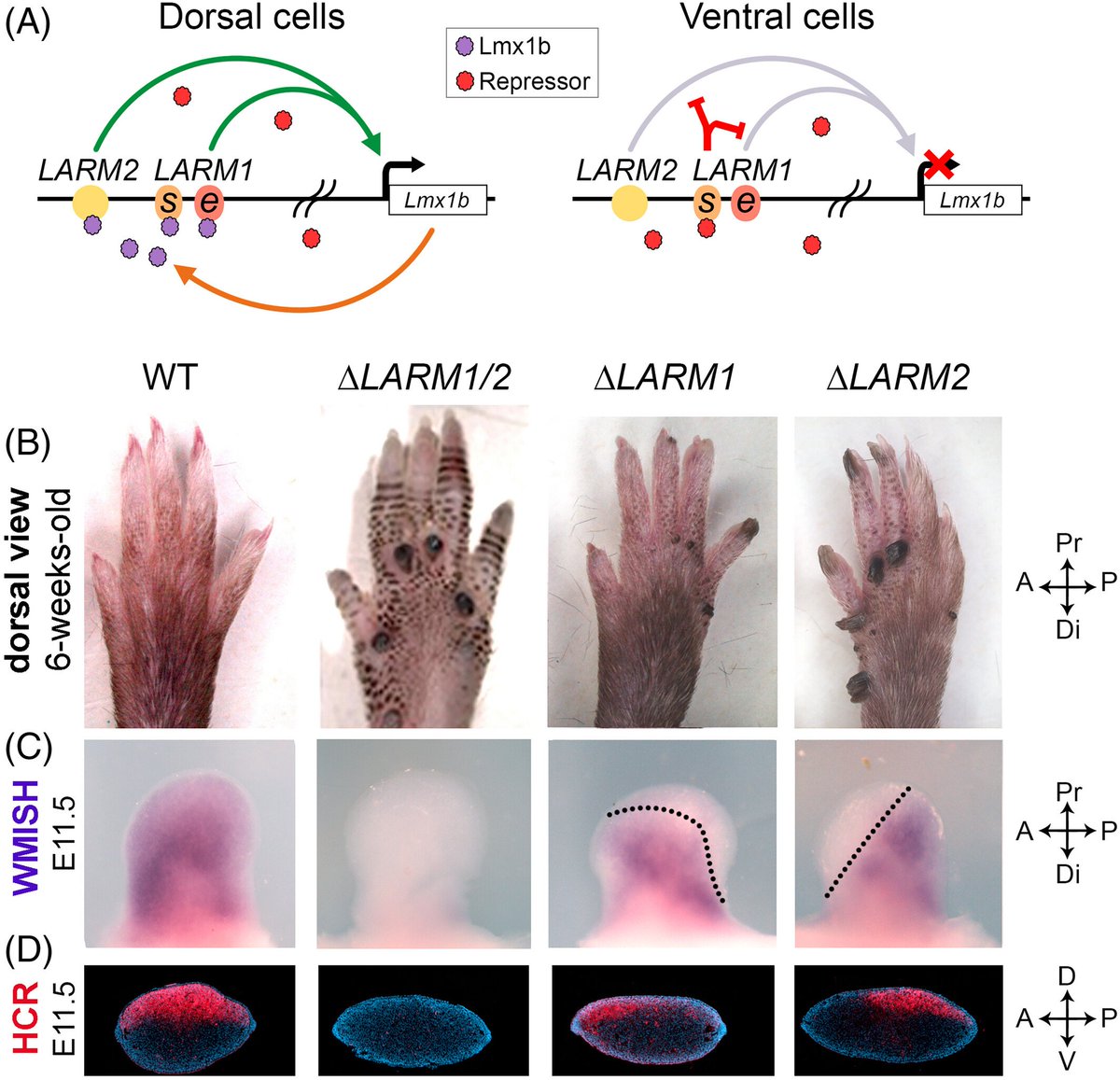 Limbs are crucial for #locomotion and thought to have evolved from #fins in an aquatic #ancestor as an adaptation to shallow water. Although #limb #development and #patterning have been well studied, we still have much to learn about the #dorsal-#ventral axis. Lmx1b is key!